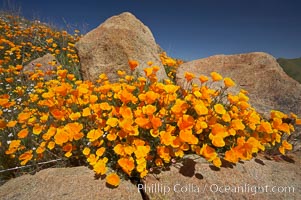 California poppies bloom amidst rock boulders, Eschscholtzia californica, Eschscholzia californica, Elsinore