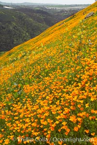 California poppies cover the hillsides in bright orange, just months after the area was devastated by wildfires, Eschscholtzia californica, Eschscholzia californica, Del Dios, San Diego