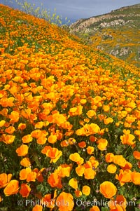 California poppies cover the hillsides in bright orange, just months after the area was devastated by wildfires, Eschscholtzia californica, Eschscholzia californica, Del Dios, San Diego