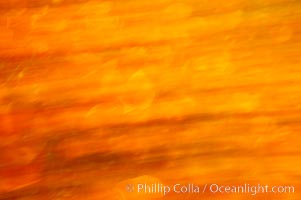 California poppies in a blend of rich orange color, blurred by a time exposure, Eschscholtzia californica, Eschscholzia californica, Del Dios, San Diego
