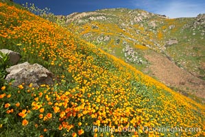 California poppies cover the hillsides in bright orange, just months after the area was devastated by wildfires, Eschscholtzia californica, Eschscholzia californica, Del Dios, San Diego