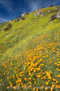 California poppies cover the hillsides in bright orange, just months after the area was devastated by wildfires, Eschscholtzia californica, Eschscholzia californica, Del Dios, San Diego