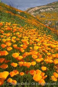 California poppies cover the hillsides in bright orange, just months after the area was devastated by wildfires, Eschscholtzia californica, Eschscholzia californica, Del Dios, San Diego