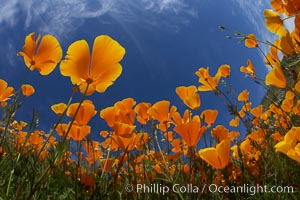 California poppy plants viewed from the perspective of a bug walking below the bright orange blooms.