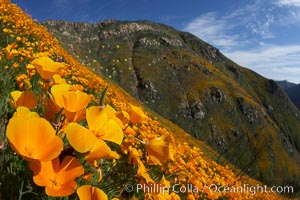 California poppies cover the hillsides in bright orange, just months after the area was devastated by wildfires. Del Dios, San Diego, USA, Eschscholtzia californica, Eschscholzia californica, natural history stock photograph, photo id 20540