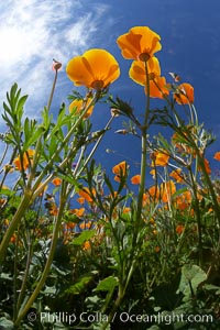 California poppy plants viewed from the perspective of a bug walking below the bright orange blooms, Eschscholtzia californica, Eschscholzia californica, Del Dios, San Diego