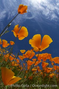 California poppy plants viewed from the perspective of a bug walking below the bright orange blooms, Eschscholtzia californica, Eschscholzia californica, Del Dios, San Diego