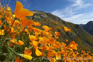 California poppies cover the hillsides in bright orange, just months after the area was devastated by wildfires, Eschscholtzia californica, Eschscholzia californica, Del Dios, San Diego