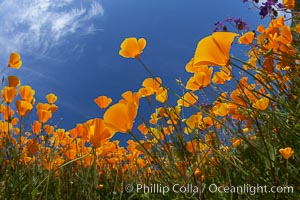 California poppy plants viewed from the perspective of a bug walking below the bright orange blooms, Eschscholtzia californica, Eschscholzia californica, Del Dios, San Diego