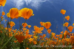 California poppy plants viewed from the perspective of a bug walking below the bright orange blooms, Eschscholtzia californica, Eschscholzia californica, Del Dios, San Diego