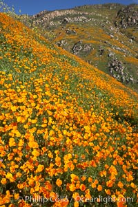 California poppy plants carpet the hills of Del Dios above Lake Hodges, Eschscholtzia californica, Eschscholzia californica, San Diego