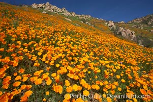 California poppy plants carpet the hills of Del Dios above Lake Hodges, Eschscholtzia californica, Eschscholzia californica, San Diego