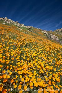 California poppy plants carpet the hills of Del Dios above Lake Hodges, Eschscholtzia californica, Eschscholzia californica, San Diego