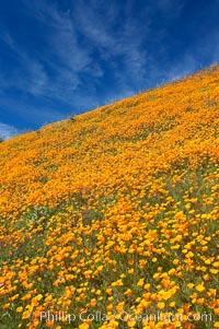 California poppy plants carpet the hills of Del Dios above Lake Hodges, Eschscholtzia californica, Eschscholzia californica, San Diego