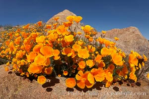 California poppies cover the hills in a brilliant springtime bloom, Eschscholtzia californica, Eschscholzia californica, Elsinore