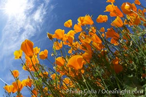 California poppy plants viewed from the perspective of a bug walking below the bright orange blooms, Eschscholtzia californica, Eschscholzia californica, Del Dios, San Diego