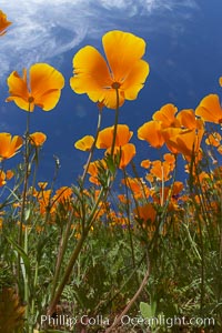 California poppy plants viewed from the perspective of a bug walking below the bright orange blooms, Eschscholtzia californica, Eschscholzia californica, Del Dios, San Diego