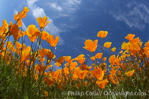 California poppy plants viewed from the perspective of a bug walking below the bright orange blooms, Eschscholtzia californica, Eschscholzia californica, Del Dios, San Diego