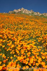 California poppy plants carpet the hills of Del Dios above Lake Hodges, Eschscholtzia californica, Eschscholzia californica, San Diego