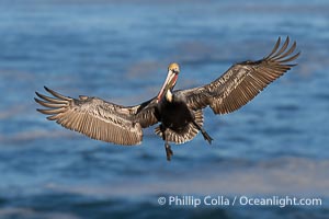 California Race of Brown Pelican in Flight over the Pacific Ocean. Adult winter breeding plumage. Wings spread wide to slow as it lands on a steep sea cliff, Pelecanus occidentalis, Pelecanus occidentalis californicus, La Jolla