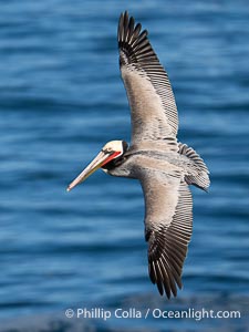 California Race of Brown Pelican in Flight over the Pacific Ocean. Adult winter breeding plumage. Spreading wings broadly as it turns through the air, Pelecanus occidentalis, Pelecanus occidentalis californicus, La Jolla