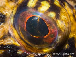 California scorpionfish eyeball, Scorpaena guttata, Scorpaena guttata, San Diego