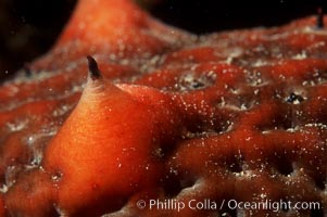 California sea cucumber detail, Parastichopus californicus, San Diego