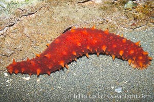 California sea cucumber.  Sea cucumbers are related to sea stars and sea urchins. The sharp looking spines are soft to the touch and disappear into the skin when disturbed. If this visual defense doesnt work, the sea cucumber will expel its respiratory system. When this occurs in the wild it can regrow the lost organs, Parastichopus californicus