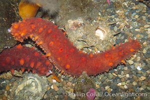 California sea cucumber.  Sea cucumbers are related to sea stars and sea urchins. The sharp looking spines are soft to the touch and disappear into the skin when disturbed. If this visual defense doesnt work, the sea cucumber will expel its respiratory system. When this occurs in the wild it can regrow the lost organs, Parastichopus californicus