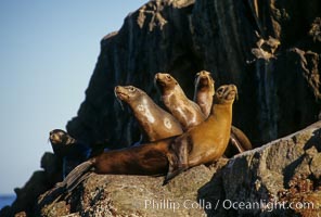 California sea lion, Sea of Cortez., Zalophus californianus, natural history stock photograph, photo id 00299