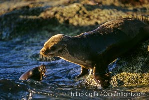 California sea lion, pup and female, Sea of Cortez, Zalophus californianus
