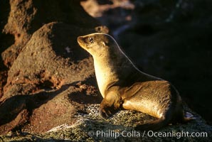 California sea lion, pup, Sea of Cortez, Zalophus californianus