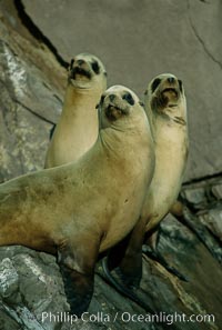 California sea lions, Coronado Islands.
