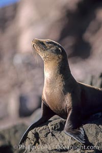 California sea lion, Coronado Islands, Zalophus californianus, Coronado Islands (Islas Coronado)