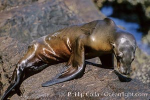California sea lion pup starving during 1997-8 El Nino event, Coronado Islands.