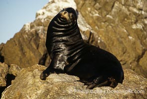 California sea lion (bull male), Sea of Cortez, Zalophus californianus