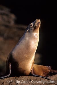 California sea lion, Coronado Islands, Zalophus californianus, Coronado Islands (Islas Coronado)