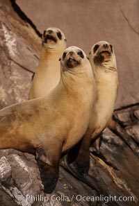 California sea lion, Coronado Islands, Zalophus californianus, Coronado Islands (Islas Coronado)