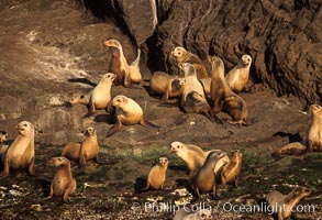 California sea lions, Coronado Islands.