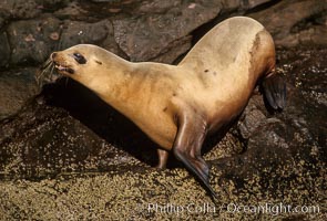 California sea lion, Coronado Islands, Zalophus californianus, Coronado Islands (Islas Coronado)