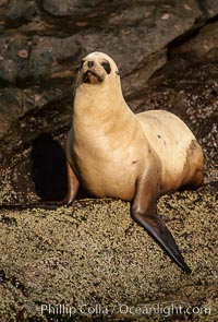 California sea lion, Coronado Islands, Zalophus californianus, Coronado Islands (Islas Coronado)