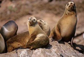 California sea lions, Coronado Islands, Zalophus californianus, Coronado Islands (Islas Coronado)