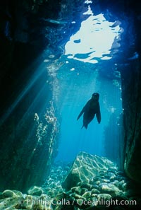 California sea lion, Sea of Cortez, Zalophus californianus