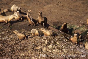 California sea lions, hauled out at rookery/colony, Baja California, Zalophus californianus