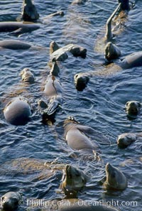 California sea lions, rafting/socializing/thermoregulating, Baja California, Zalophus californianus