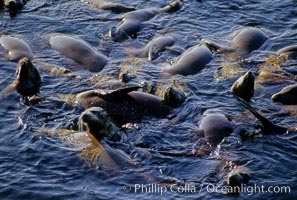 California sea lions, rafting/socializing/thermoregulating, Baja California, Zalophus californianus