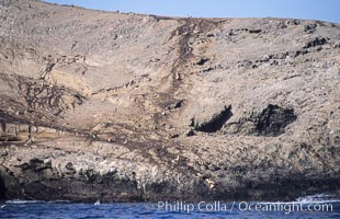 Sea lion trail on dirt slope above Webster Point sea lion rookery, Santa Barbara Island, Channel Islands National Marine Sanctuary, Zalophus californianus