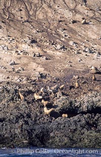 Webster Point sea lion rookery, Santa Barbara Island, Channel Islands National Marine Sanctuary, Zalophus californianus