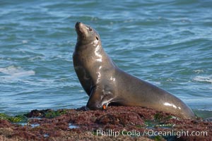 California sea lion wearing identification tag on left foreflipper, Zalophus californianus, La Jolla