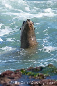 California sea lion. La Jolla, USA, Zalophus californianus, natural history stock photograph, photo id 18546